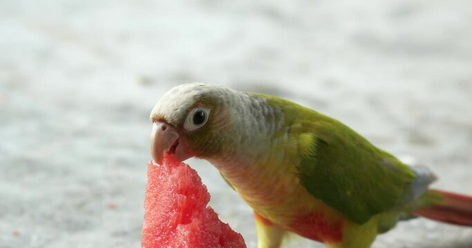Cinnamon green-cheeked conure or parakeet (Pyrrhura molinae) close up. One of the most popular species of companion parrot. High definition shot at 4K, 60 fps video footage.