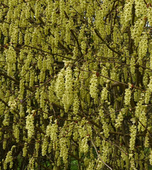 Beautiful close-up of corylopsis veitchiana