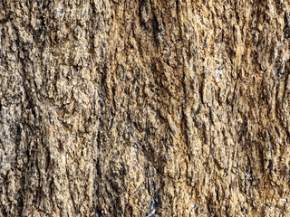 The surface of the bark of perennial trees is cream to brown, sometimes dark, sometimes light. There are wood grains or objects raised or attached to the surface
