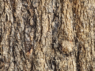The surface of the bark of perennial trees is cream to brown, sometimes dark, sometimes light. There are wood grains or objects raised or attached to the surface