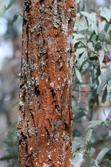 Close up of the Australian native Mugga tree trunk or Red Ironbark Eucalyptus sideroxylon, family Myrtaceae. Hardwood used for timber, heavy construction, sleepers, poles, flooring, furniture, turning