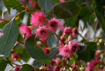 Bees on pink blossoms of the Australian native Mugga or Red Ironbark Eucalyptus sideroxylon, family Myrtaceae, in central west NSW. Small to medium gum tree endemic to dry sclerophyll forest 