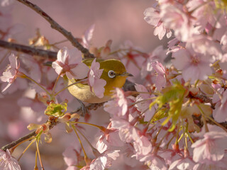 ピンクの河津桜とかわいいメジロ