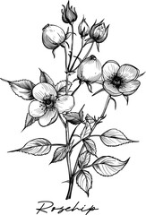 Rosehip hand drawn vector illustration on white