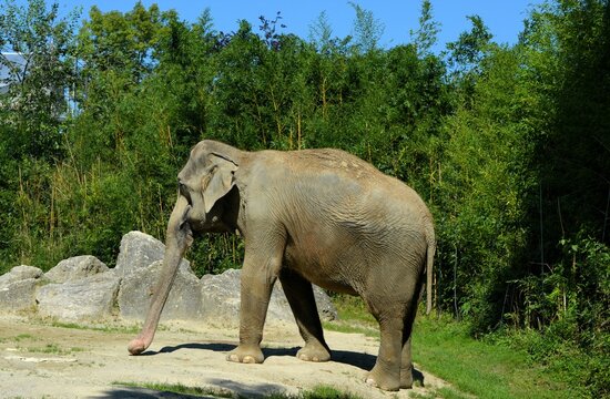 asiatischer elephant in Munich Hellabrunn Zoo
