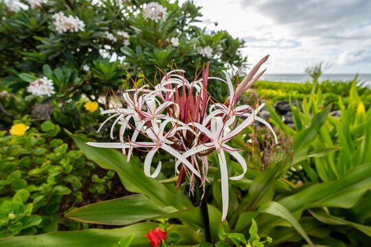 Beautiful pink and white Crinum Lily grow among lush gardens along the beach in Koloa, Hawaii, USA.