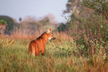 Maned wolf in the wild © Lucas Morgado