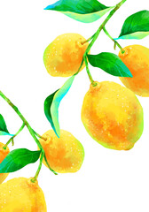 枝付きの瑞々しいレモンのイラスト