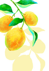 影の落ちる枝付きの瑞々しいレモンのイラスト