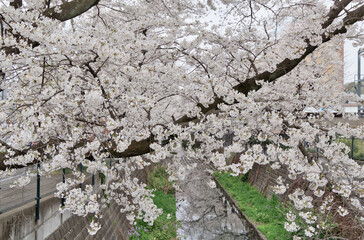 川沿いの桜