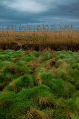 Landscape in Seaton Wetlands Nature Reserve, Devon
