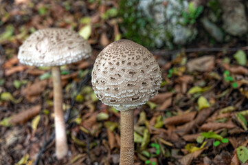 Mushrooms in a forest of Mount Paiko in northwestern Greece - 778274135
