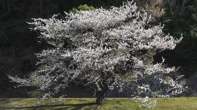 強風に揺れる桜の大木