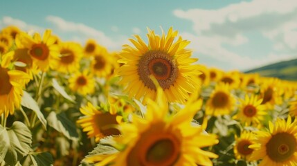 Fields of sunflowers, bright yellow flowers sway gently in the breeze under the expansive blue sky