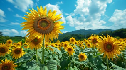 Field of ripe sunflowers against a bright blue sky