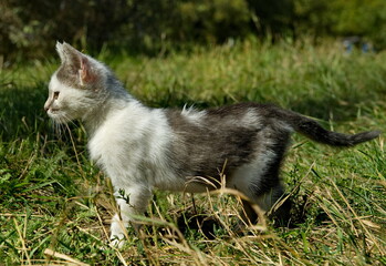 Russia. The North Caucasus. A little kitten learns hunting skills in a grassy meadow.
