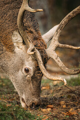 Male European Red Deer Or Cervus Elaphus Grazes In Autumn Forest. Close Up Deer.