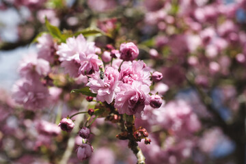 Fototapeta premium Kirschblüte - Cherry Blossom