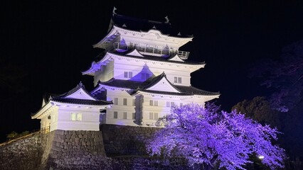 小田原城の夜桜 Cherry blossoms at night at Odawara Castle in Japan