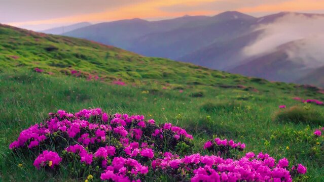 Wild flowers and fog on Mount Pop Ivan 2020m , third highest peak of Ukraine