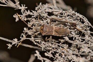 Eastern Leaf Footed bug (Leptoglossus phyllopus) insect on dead plant, nature Springtime pest control dorsal macro. Native Southern USA and Mexico.