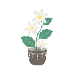 White daisy in flowerpot vector design, ceramic bowl with flower isolated cartoon illustration