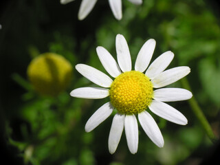 Obraz premium Margherite