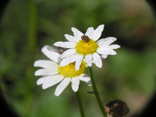 Obraz premium Margherite