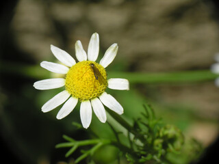 Obraz premium Margherite