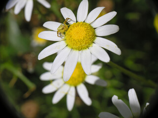 Obraz premium Margherite