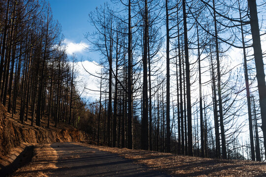 A road with a forest in the background. The trees are black and burnt. The sky is blue and clear
