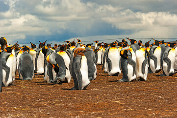 The Falklands are one of the best places in the world to view penguins in their natural environment