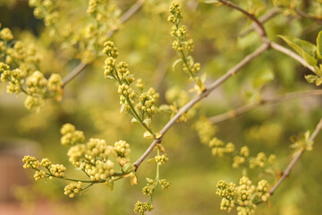 Several lilac buds before flowering