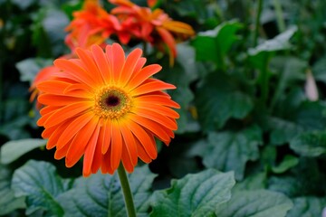yellow gerbera in the garden. Background texture of blooming flower Arctotis of crimson and yellow