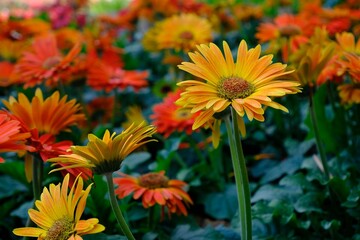 Orange gerbera in the garden. Background texture of blooming flower Arctotis of crimson and yellow 