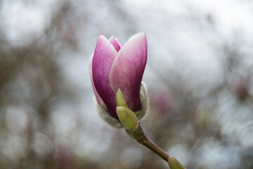 magnolia tree blossom