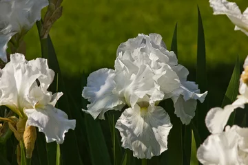 Tuinposter White iris flowers close-up growing in the garden © tillottama