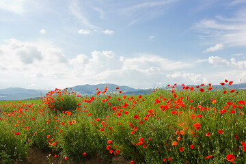 a landscape with a poppy field and mountains in the background. Blooming red field poppies