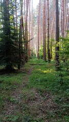 Sunny morning in a pine forest