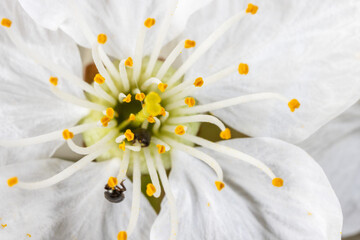 A close-up of the flower of Prunus avium, commonly called wild cherry, sweet cherry, or gean