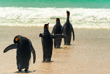 The Falklands are one of the best places in the world to view penguins in their natural environment