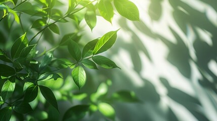 Capture the essence of summer with this natural leaf shadow overlay on a white background, perfect for product presentations and mockups.