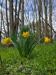 Woodland Elegance: Dazzling Daffodil (Narcissus pseudonarcissus) Blooms Amidst the Trees