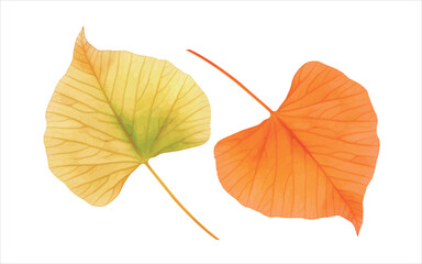 RGBCreative hand-painted leaf material, vector illustration, white background.