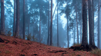 Beautiful mystical forest in blue fog in autumn. Cold foggy morning in horror forest - 778290369