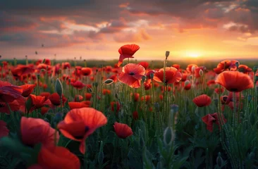 Foto auf Acrylglas A field of vibrant red poppies under the glow of an enchanting sunset, creating a picturesque scene that captures nature's beauty in all its glory © Kien