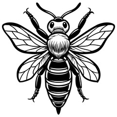           Asian giant hornet bee vector illustration.
