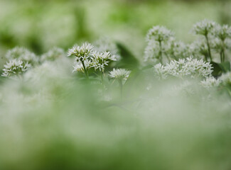 Beautiful close-up of allium ursinum - obrazy, fototapety, plakaty