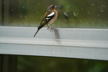 
Common chaffinch male (Fringilla coelebs), sees himself in the window as a rival. Hanover,...