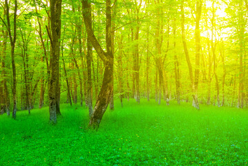 green summer forest glade in light of sparkle sun